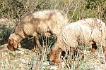 Owce na Majorce